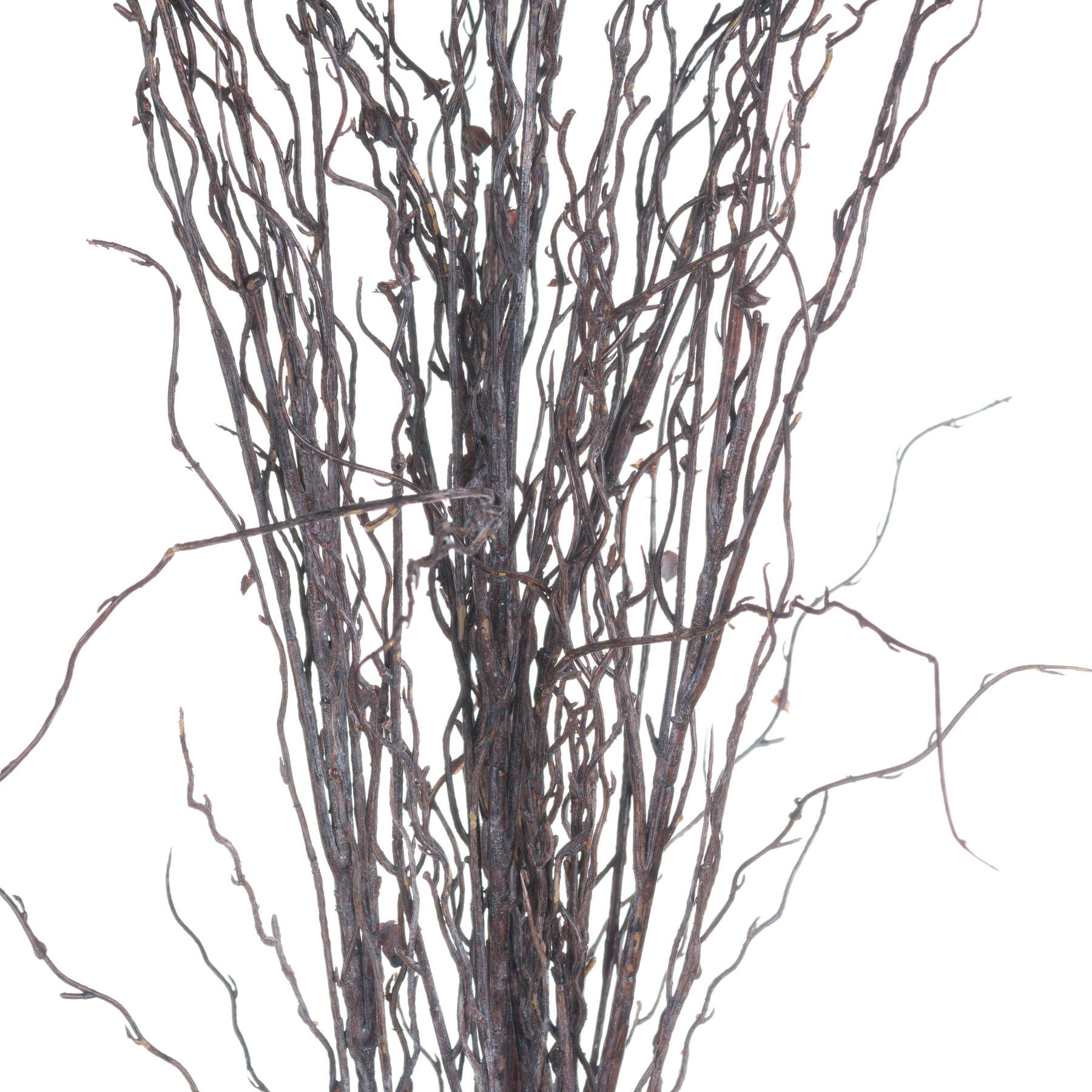Marmont Branch Spray