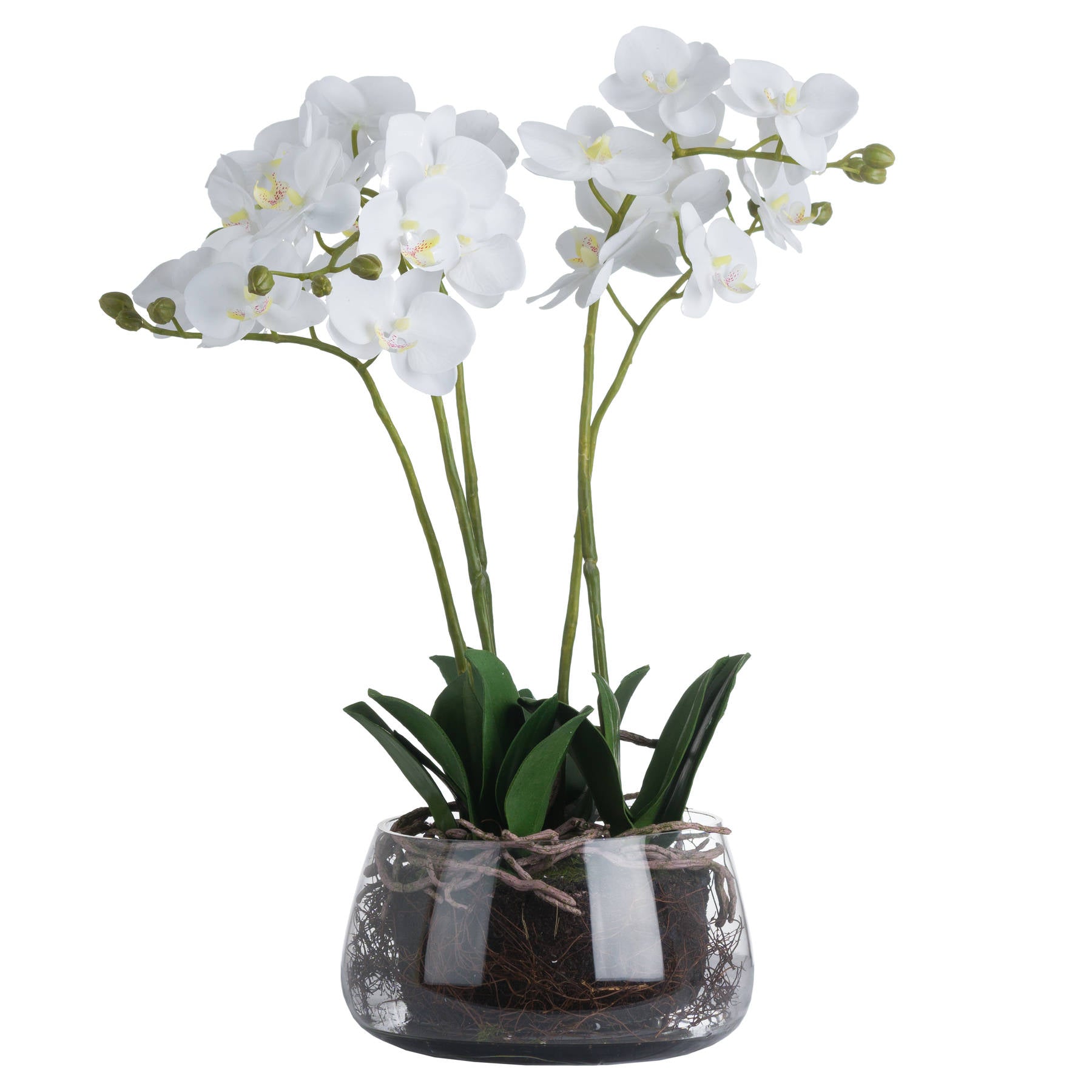 Solis White Orchid In Glass Planter - Small