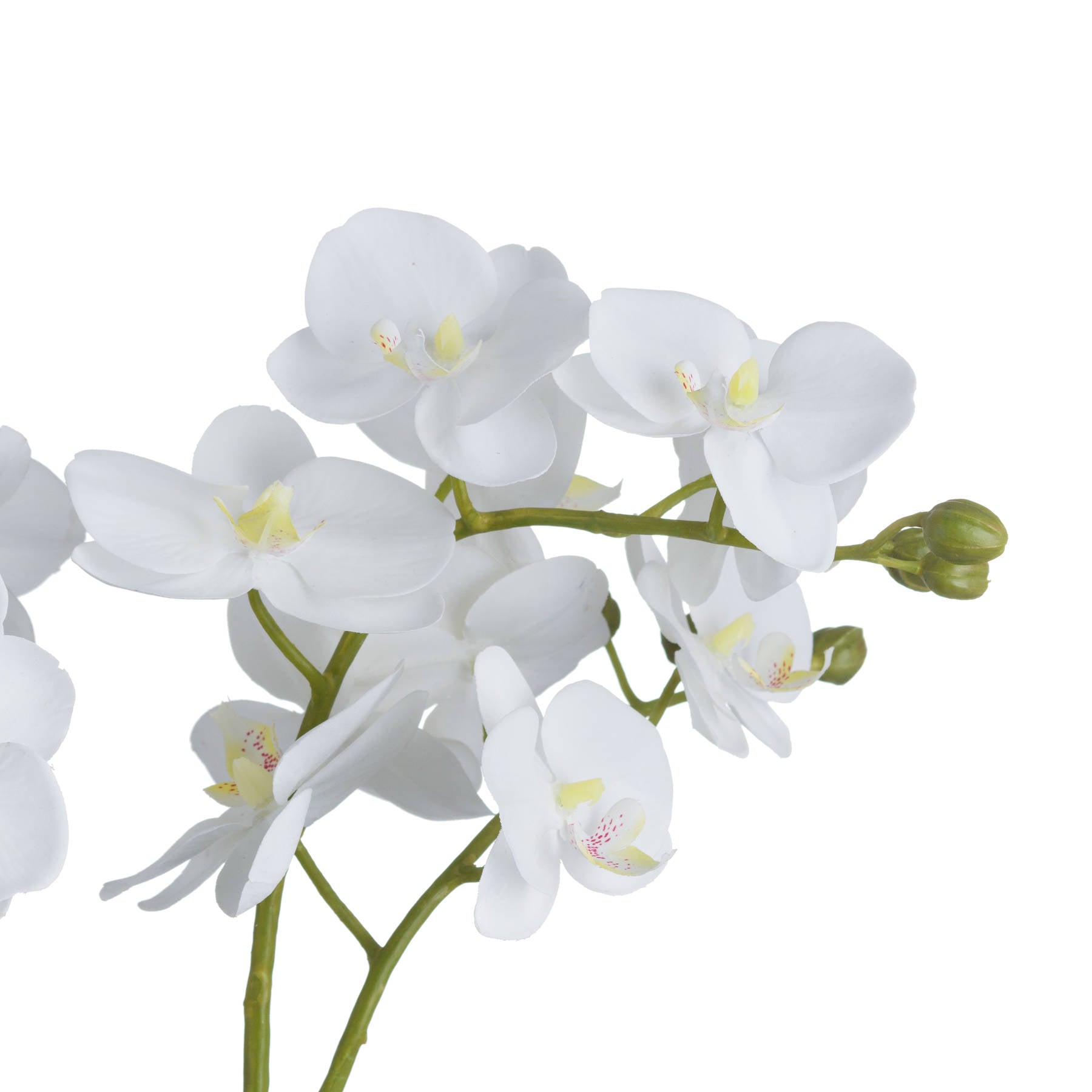 Solis White Orchid In Glass Planter - Small