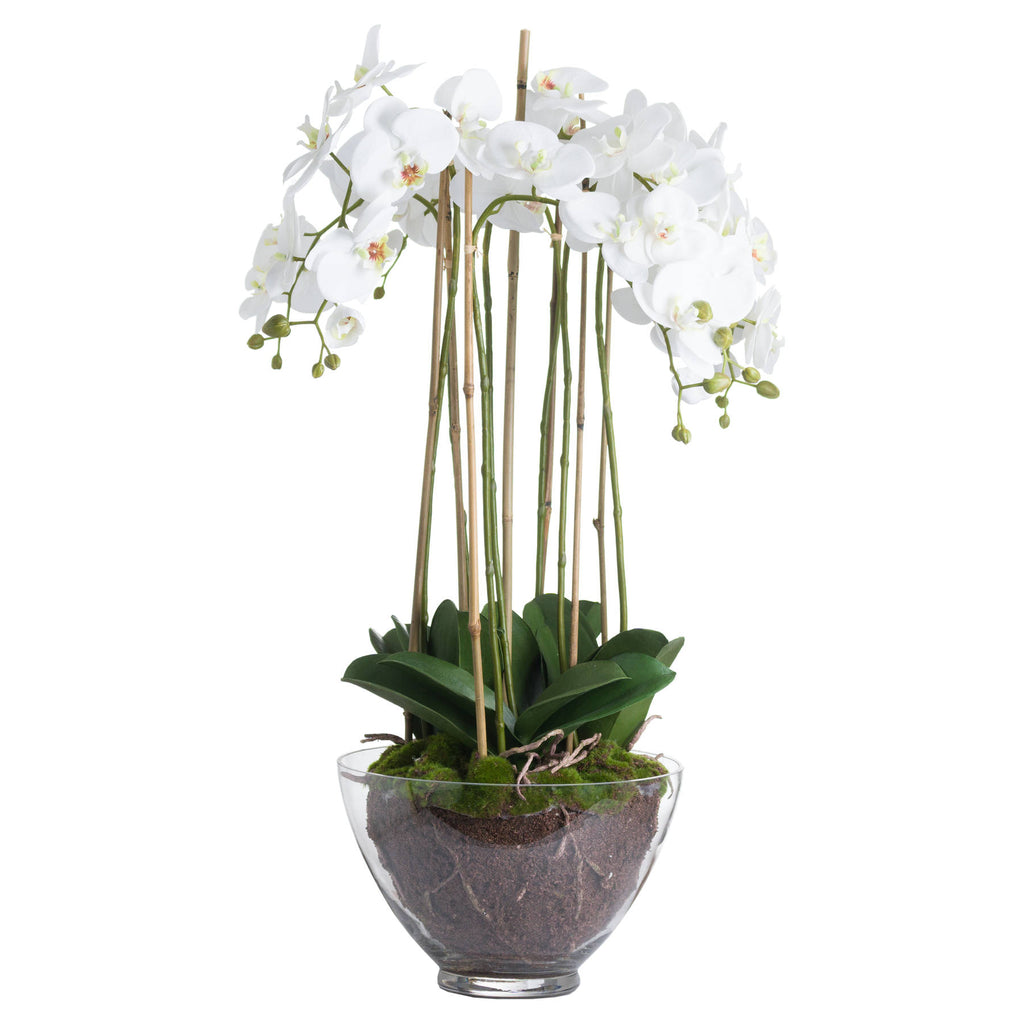 Solis White Orchid In Glass Planter - Large