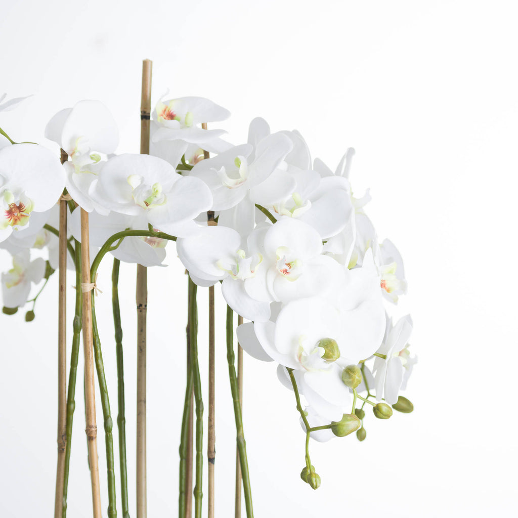 Solis White Orchid In Glass Planter - Large