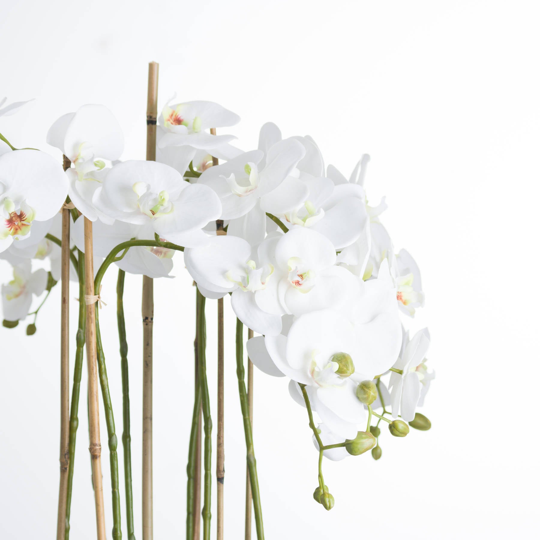 Solis White Orchid In Glass Planter - Large