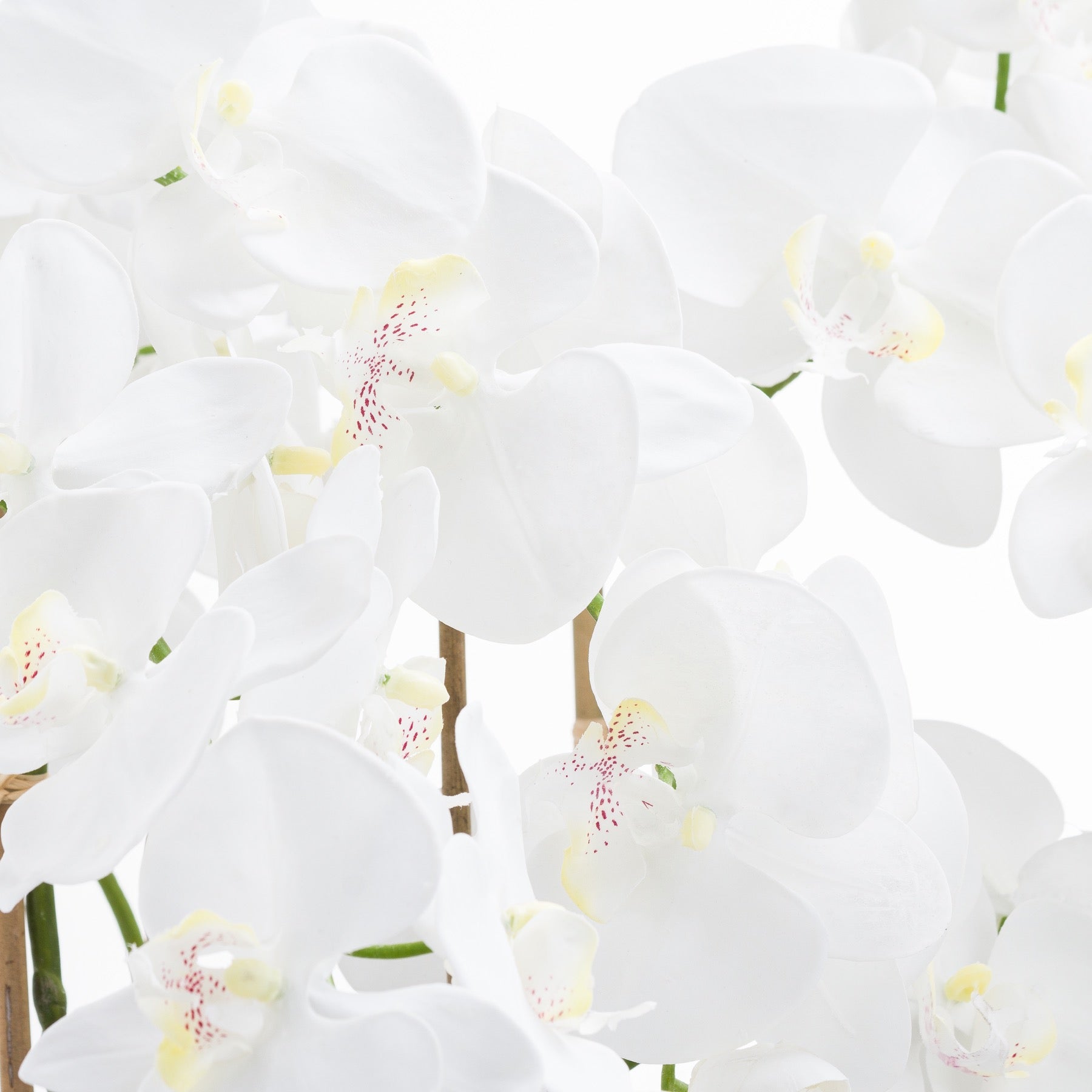 Solis White Tall Orchid In Glass Planter - Large