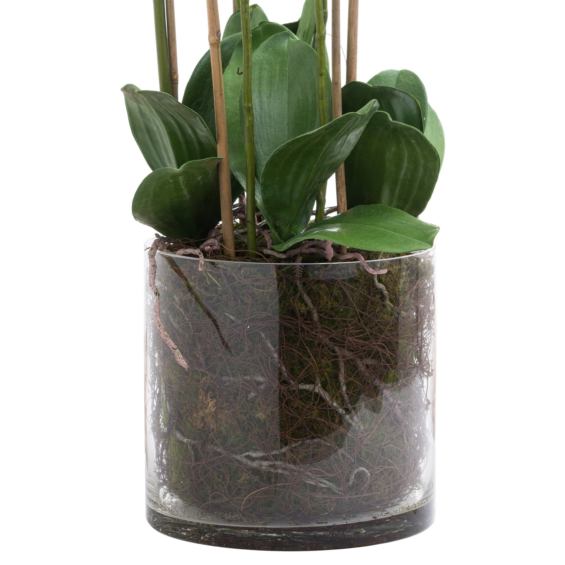 Solis White Tall Orchid In Glass Planter - Large