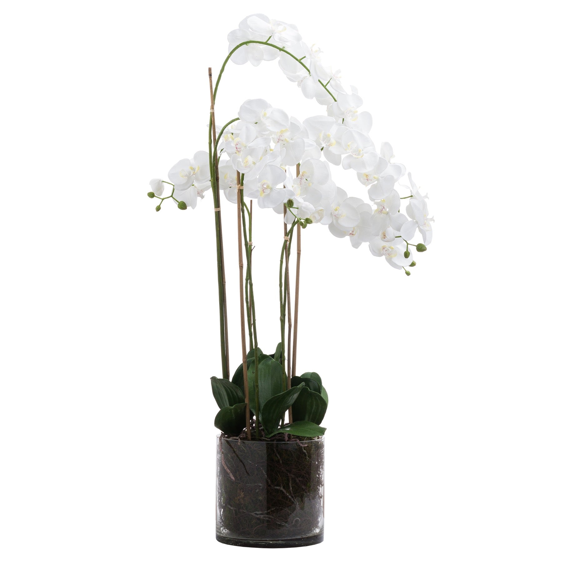Solis White Tall Orchid In Glass Planter - Large