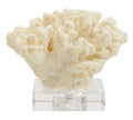 Lana Coral Sculpture - Large