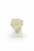 Lana Coral Sculpture - Small