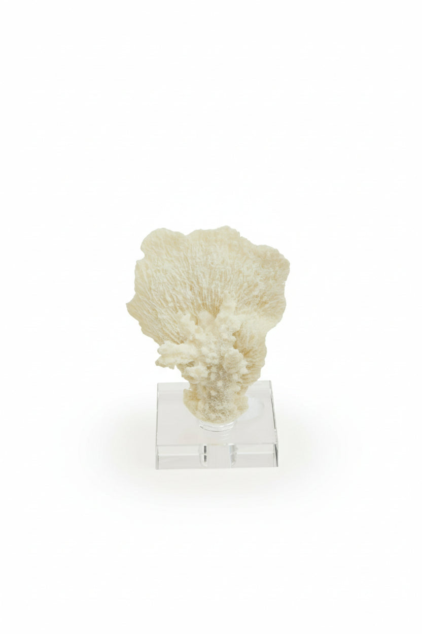 Lana Coral Sculpture - Small