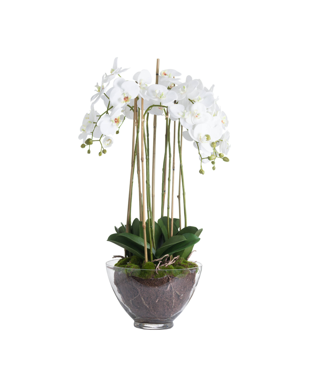 Solis White Orchid In Glass Planter - Large