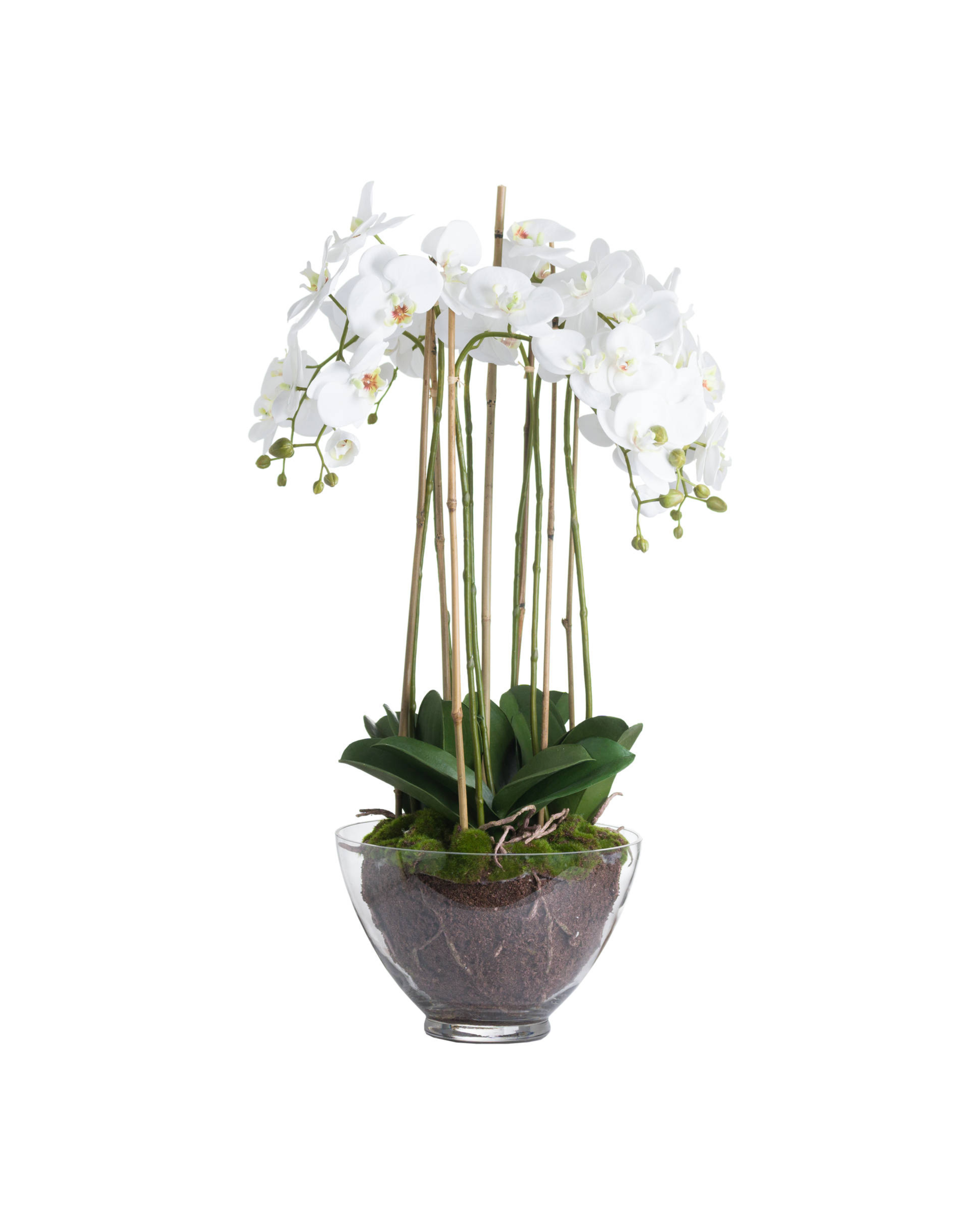 Solis White Orchid In Glass Planter - Large