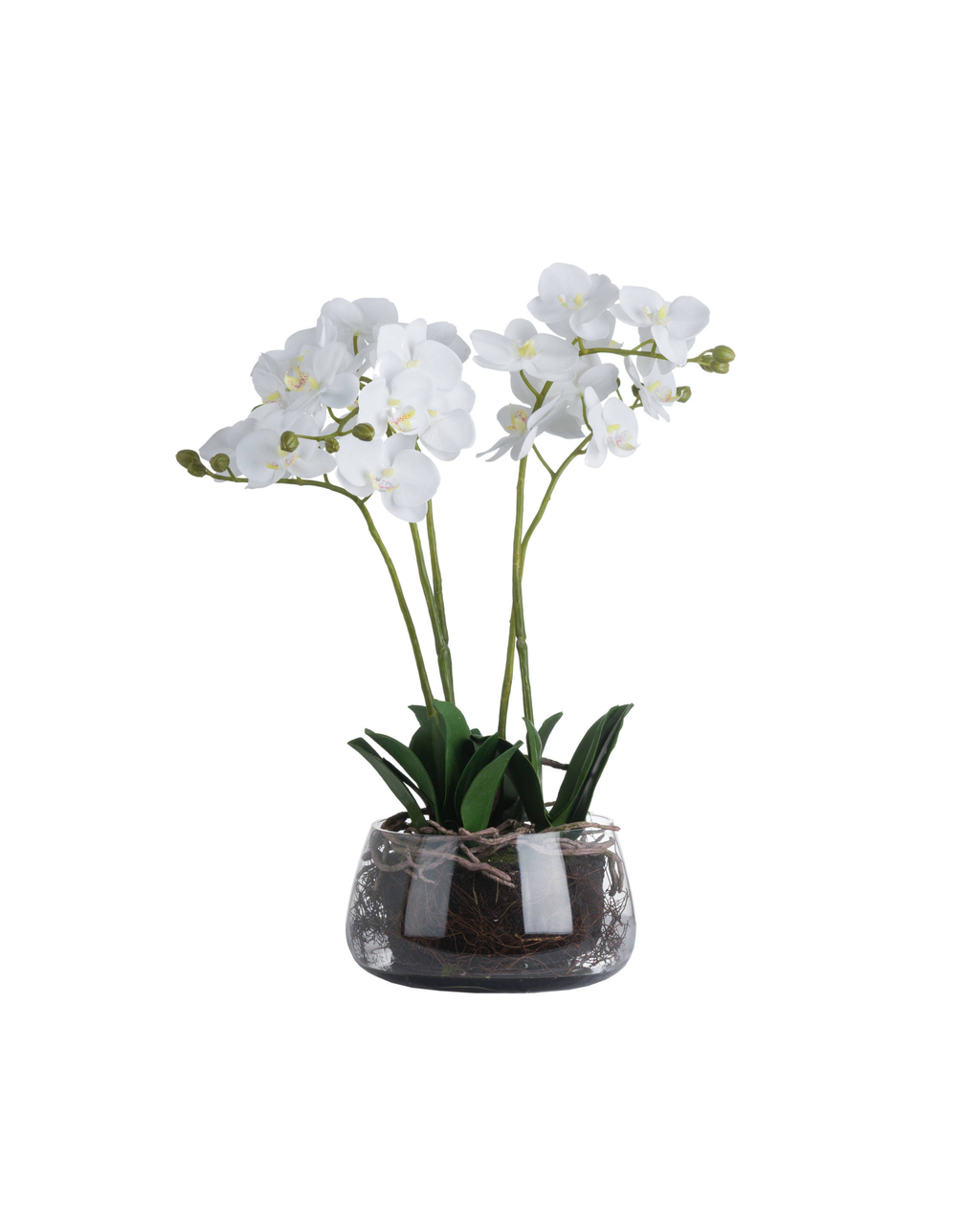 Solis White Orchid In Glass Planter - Small