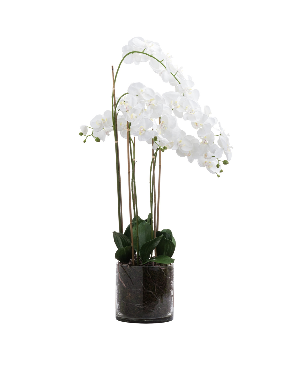 Solis White Tall Orchid In Glass Planter - Large