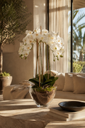Solis White Orchid In Glass Planter - Large